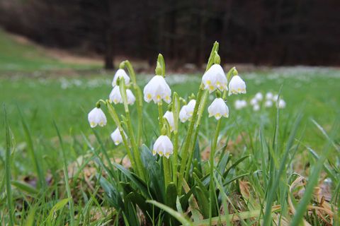 Waldlandschaft mit zahlreichen weißen Märzenbechern auf dem Boden.